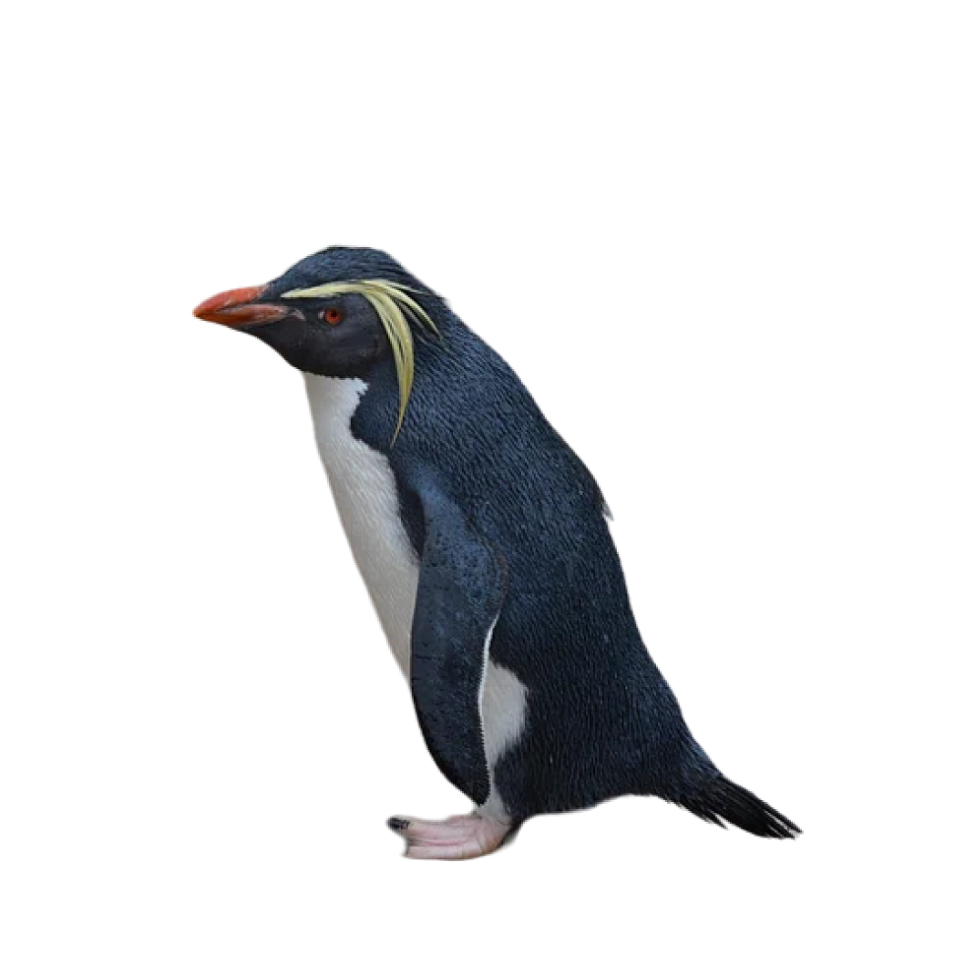 macaroni penguin