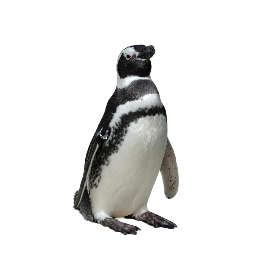 Magellanic penguin