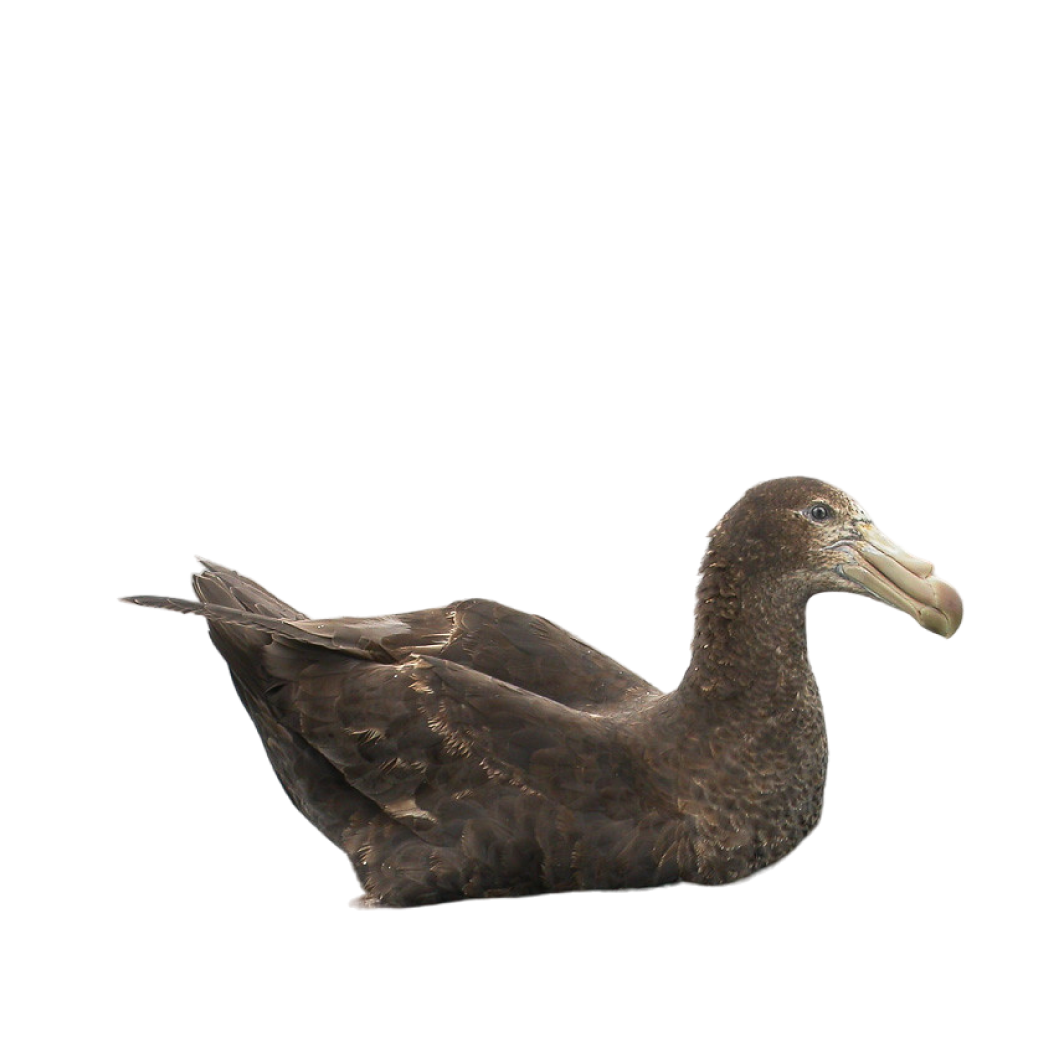 northern giant petrel