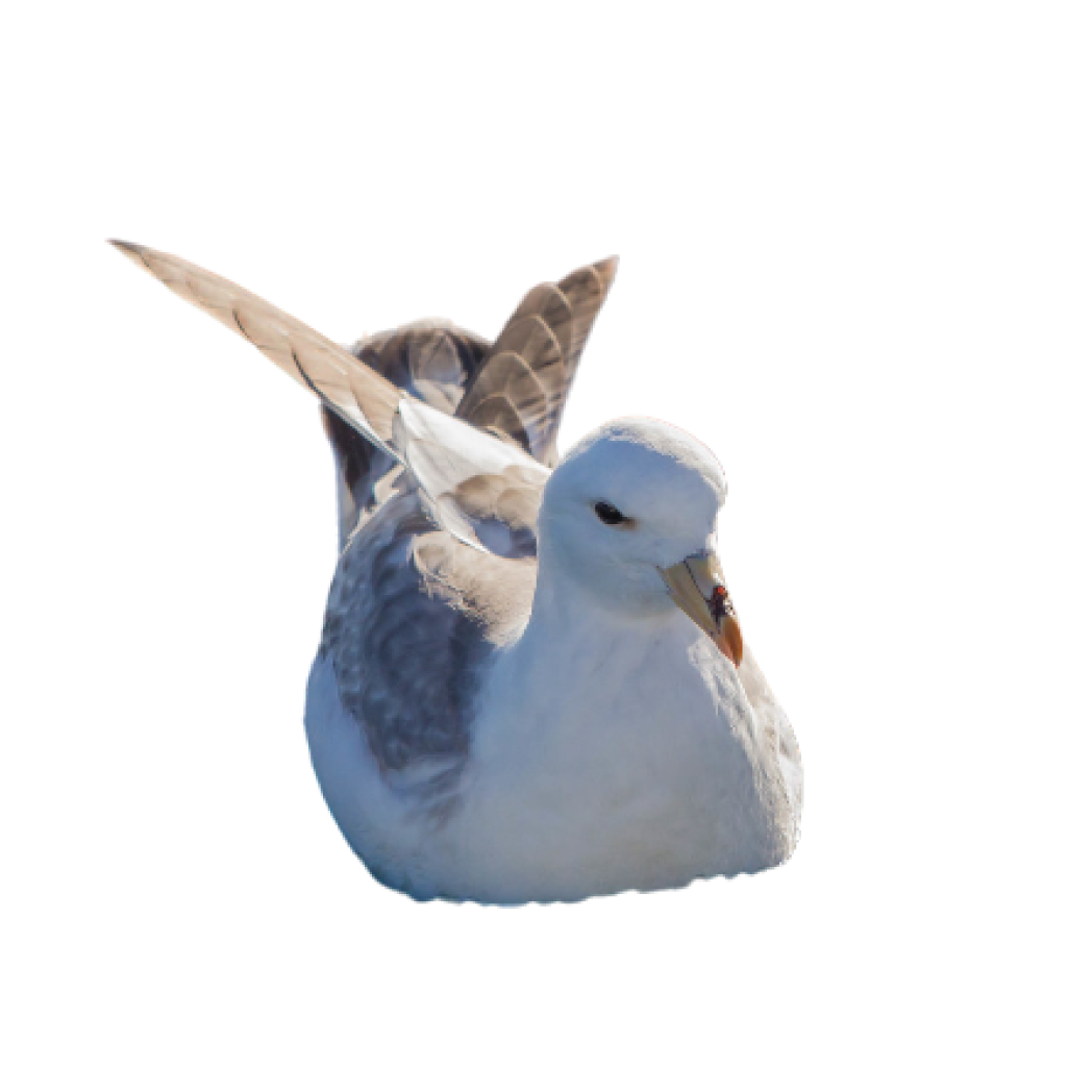 northern fulmar