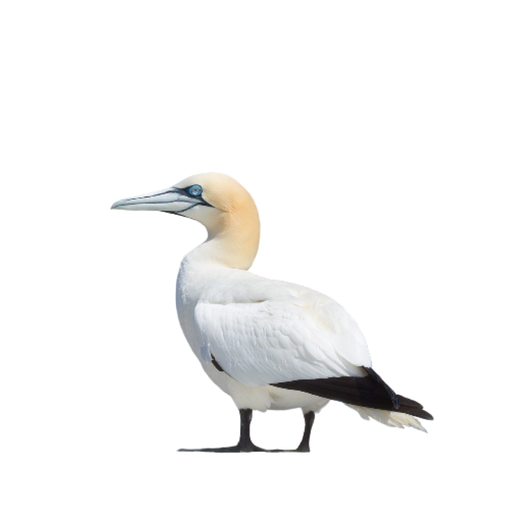 northern gannet