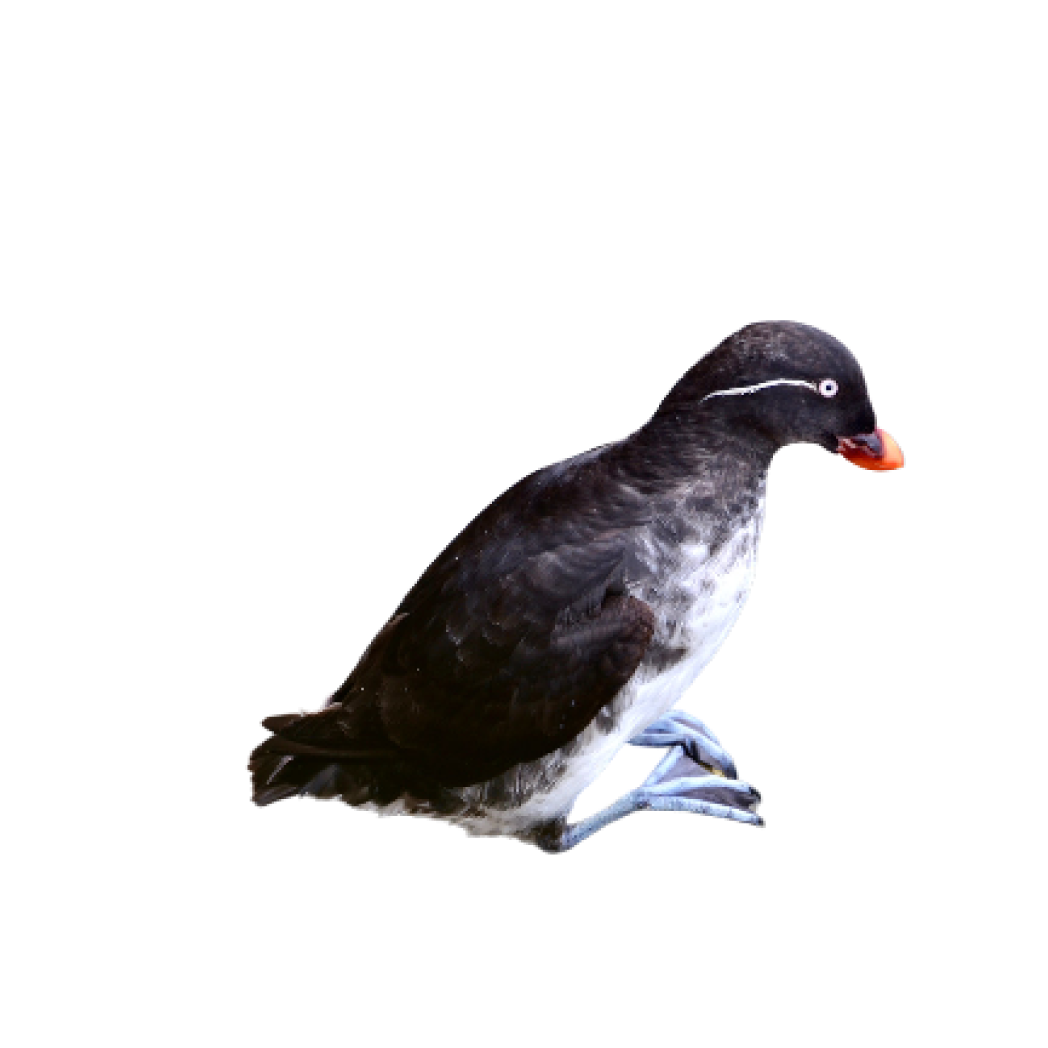 parakeet auklet