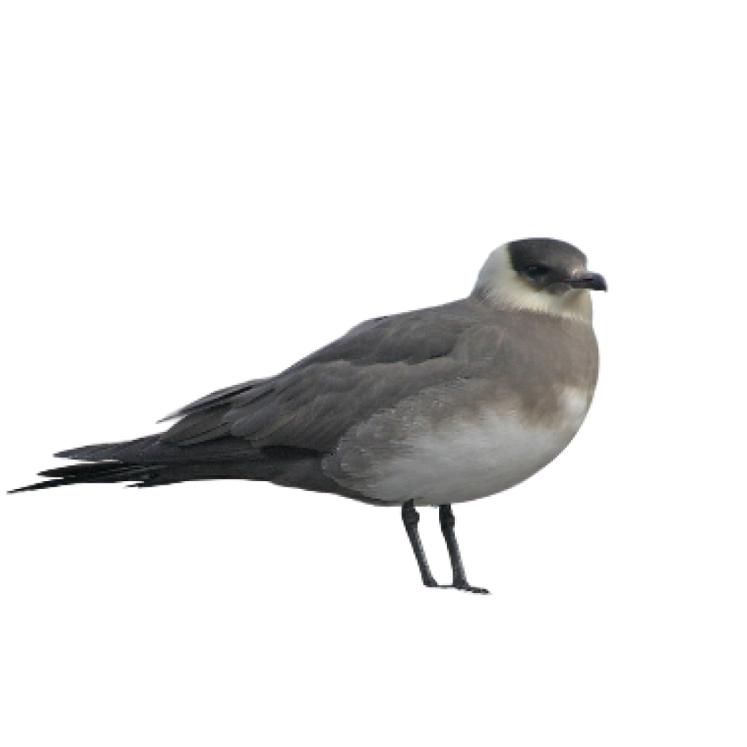 parasitic jaeger