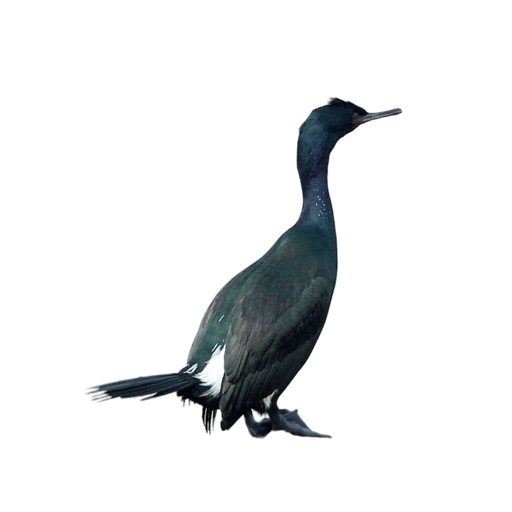 pelagic cormorant