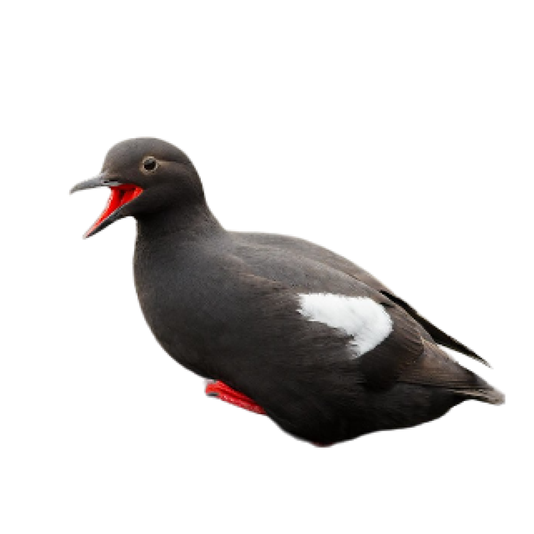 pigeon guillemot