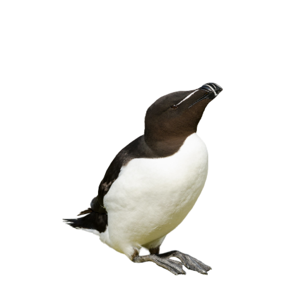 razorbill