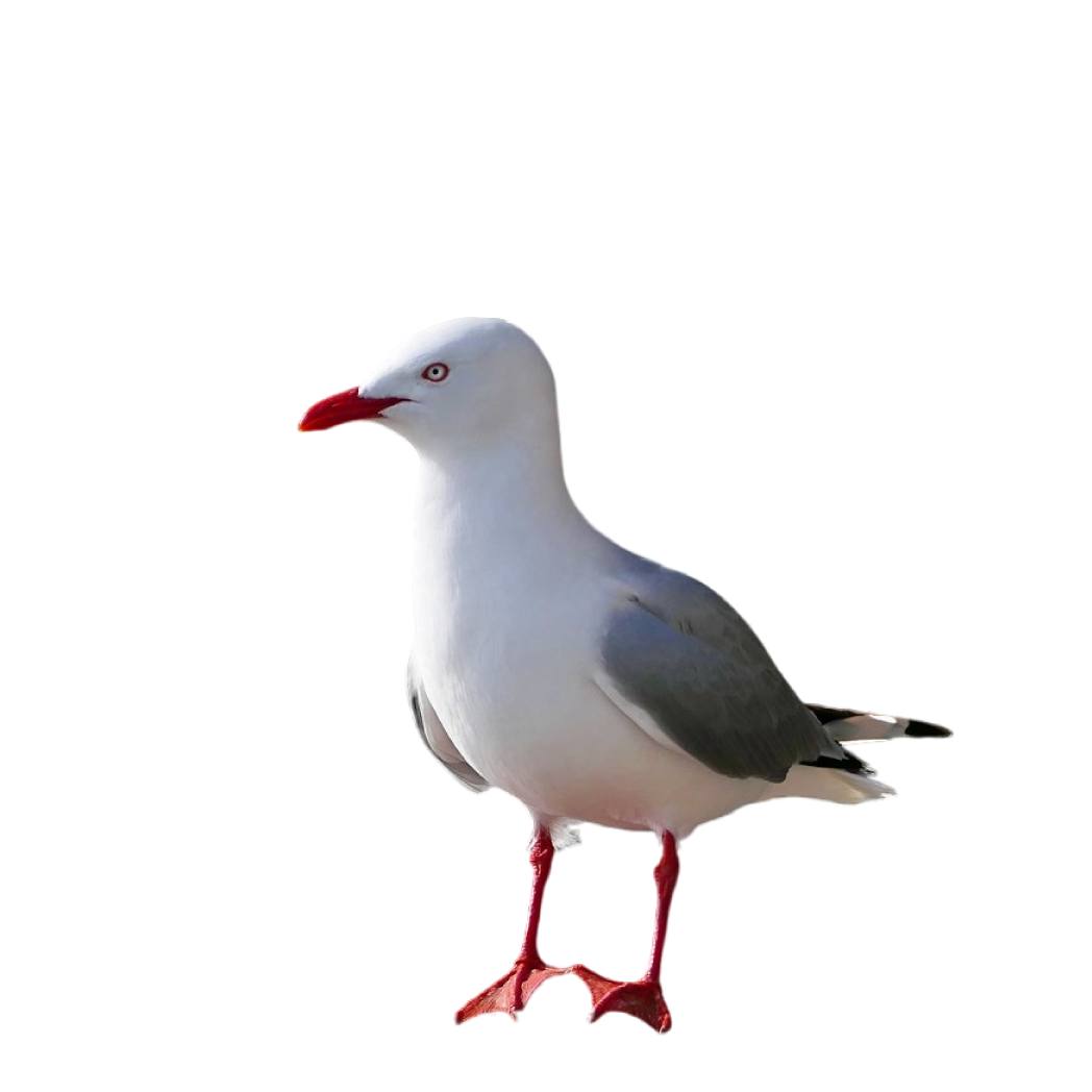 red-billed gull