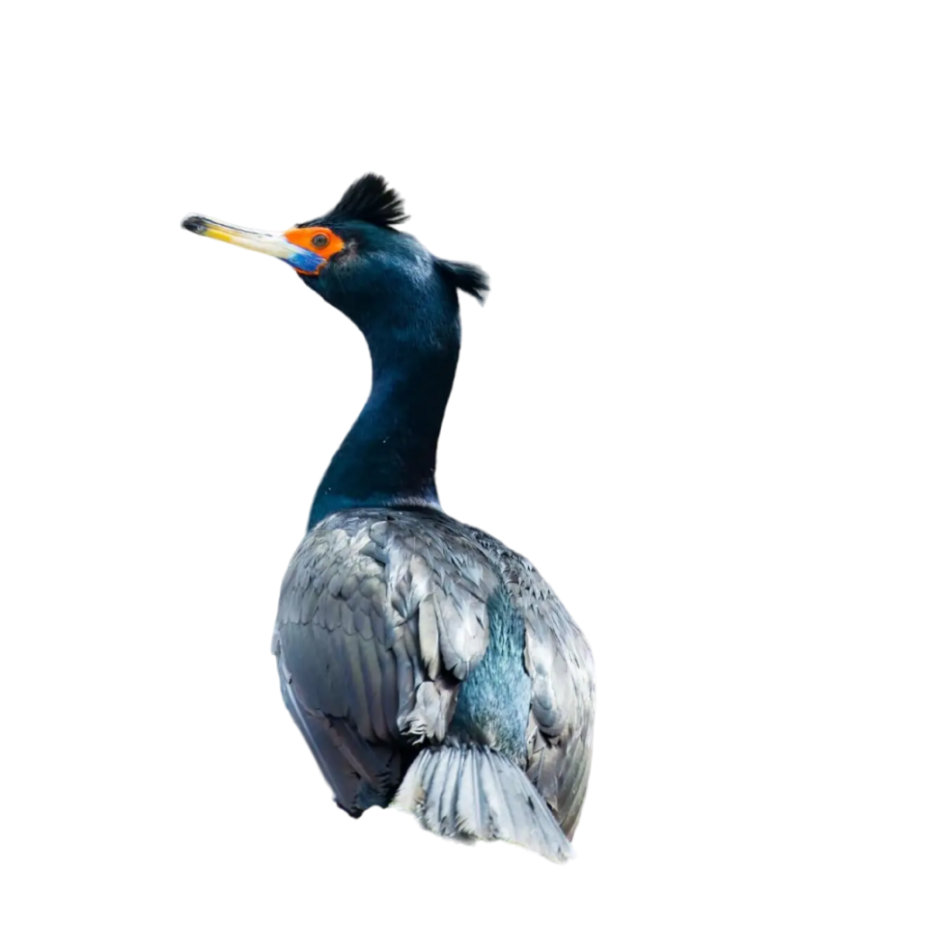 red-faced cormorant