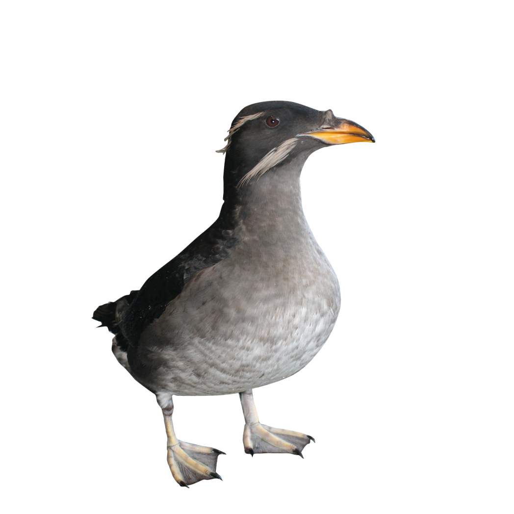 rhinoceros auklet