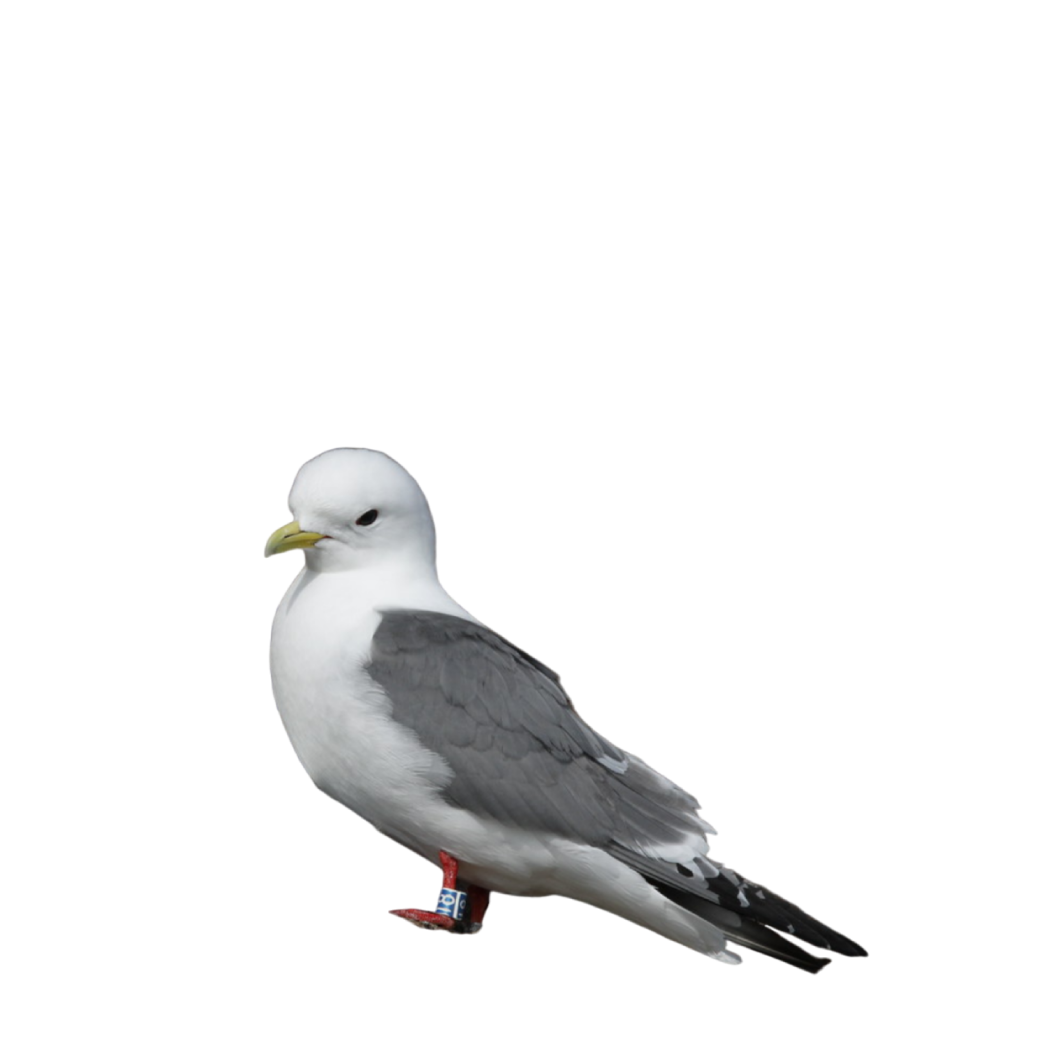 red-legged kittiwake