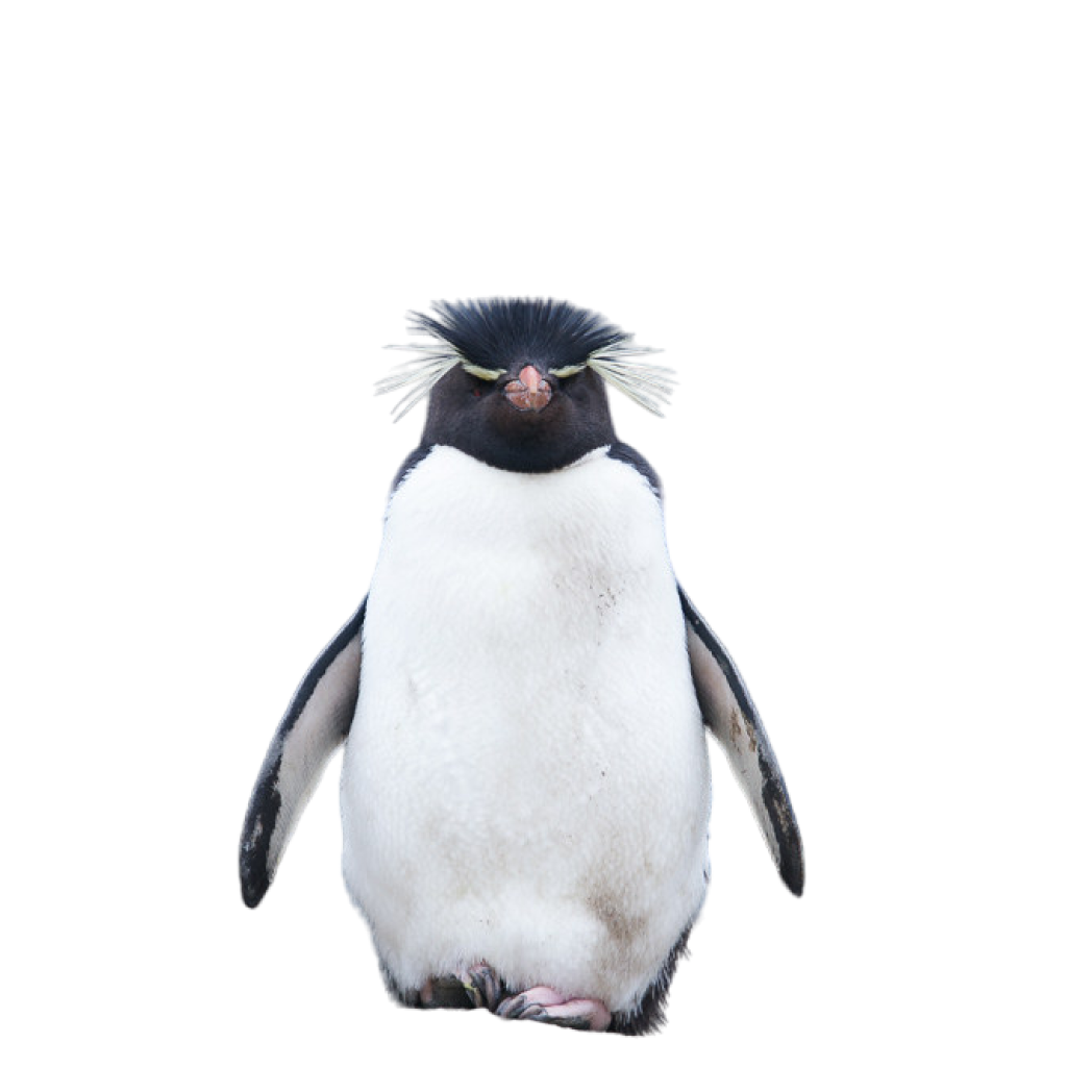 rockhopper penguin