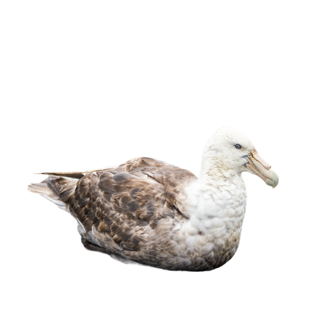 southern giant petrel