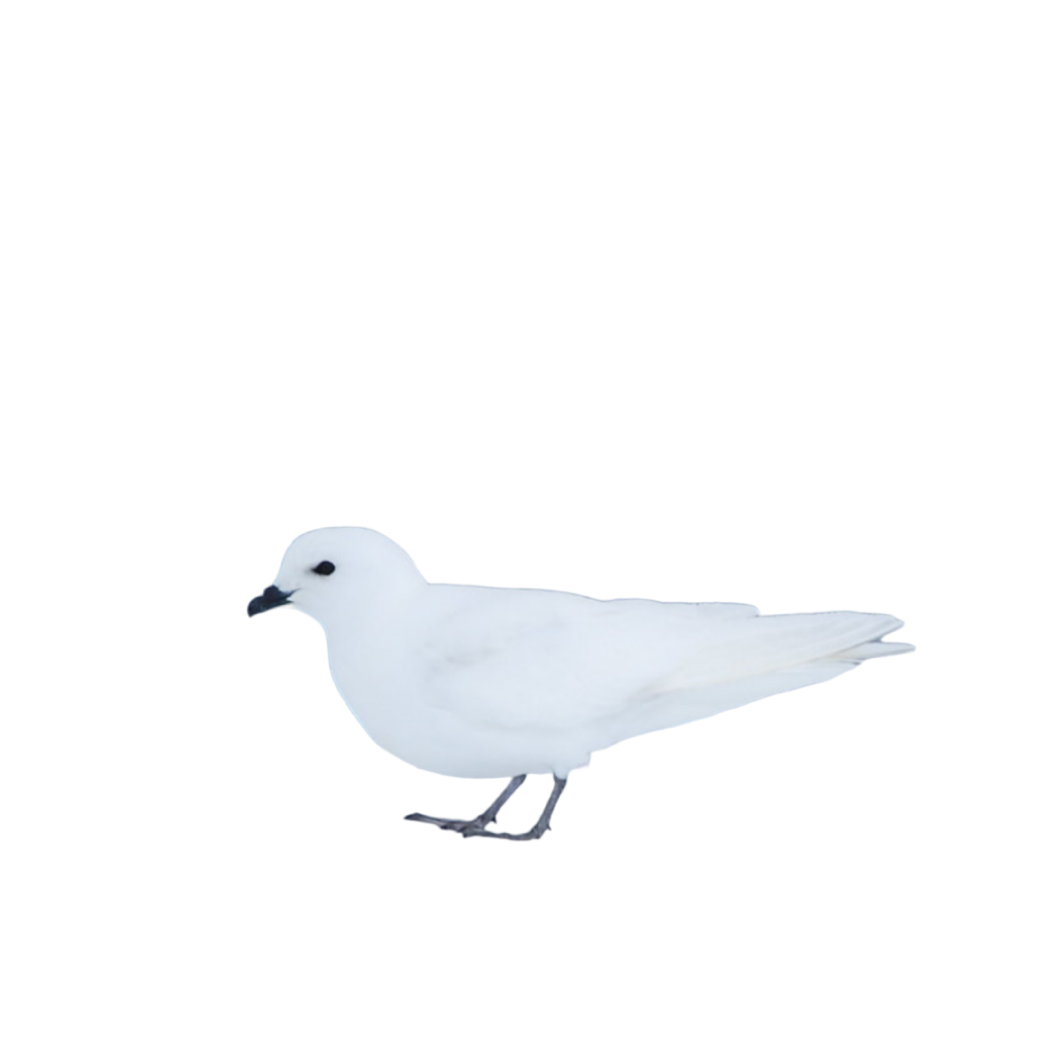 snow petrel