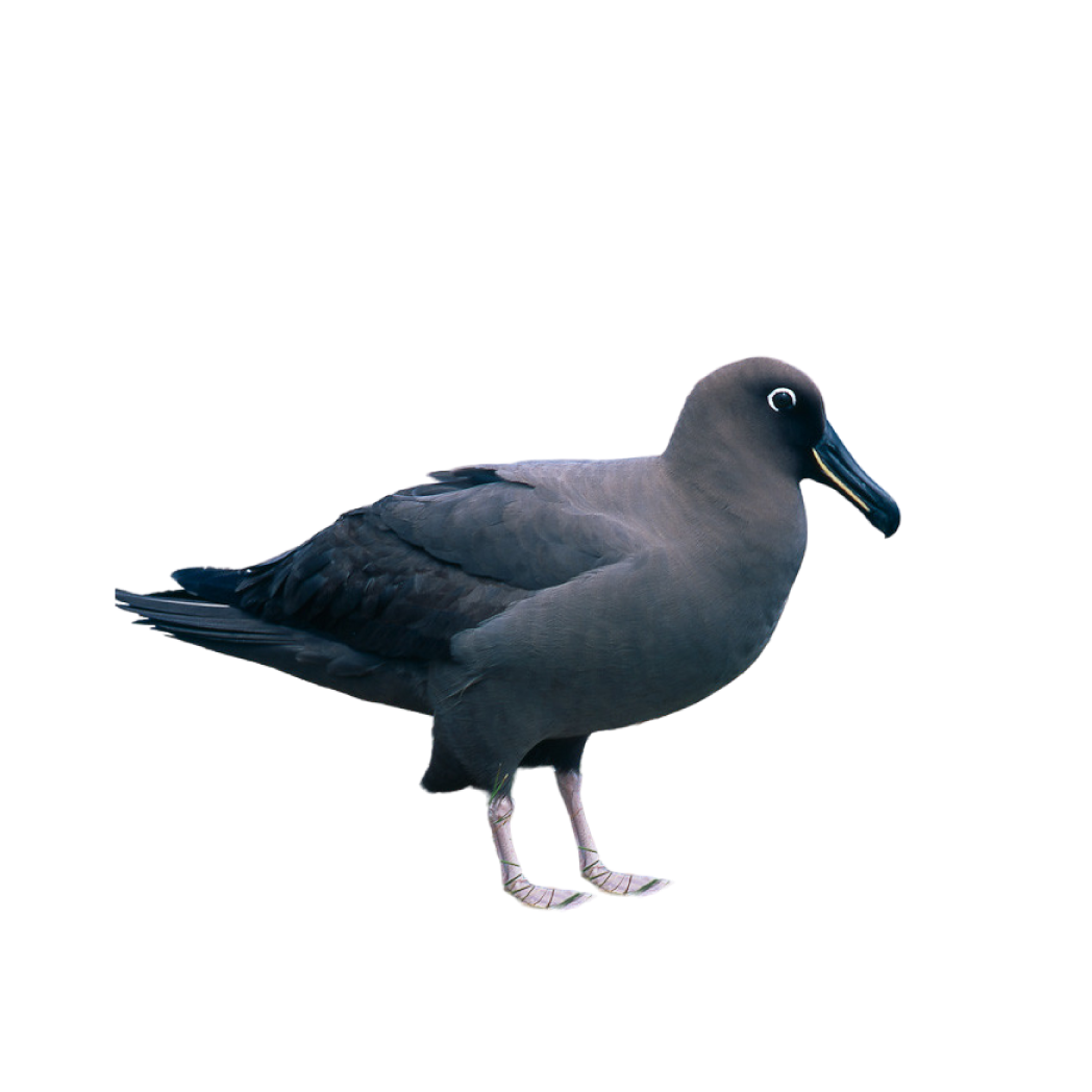 sooty albatross