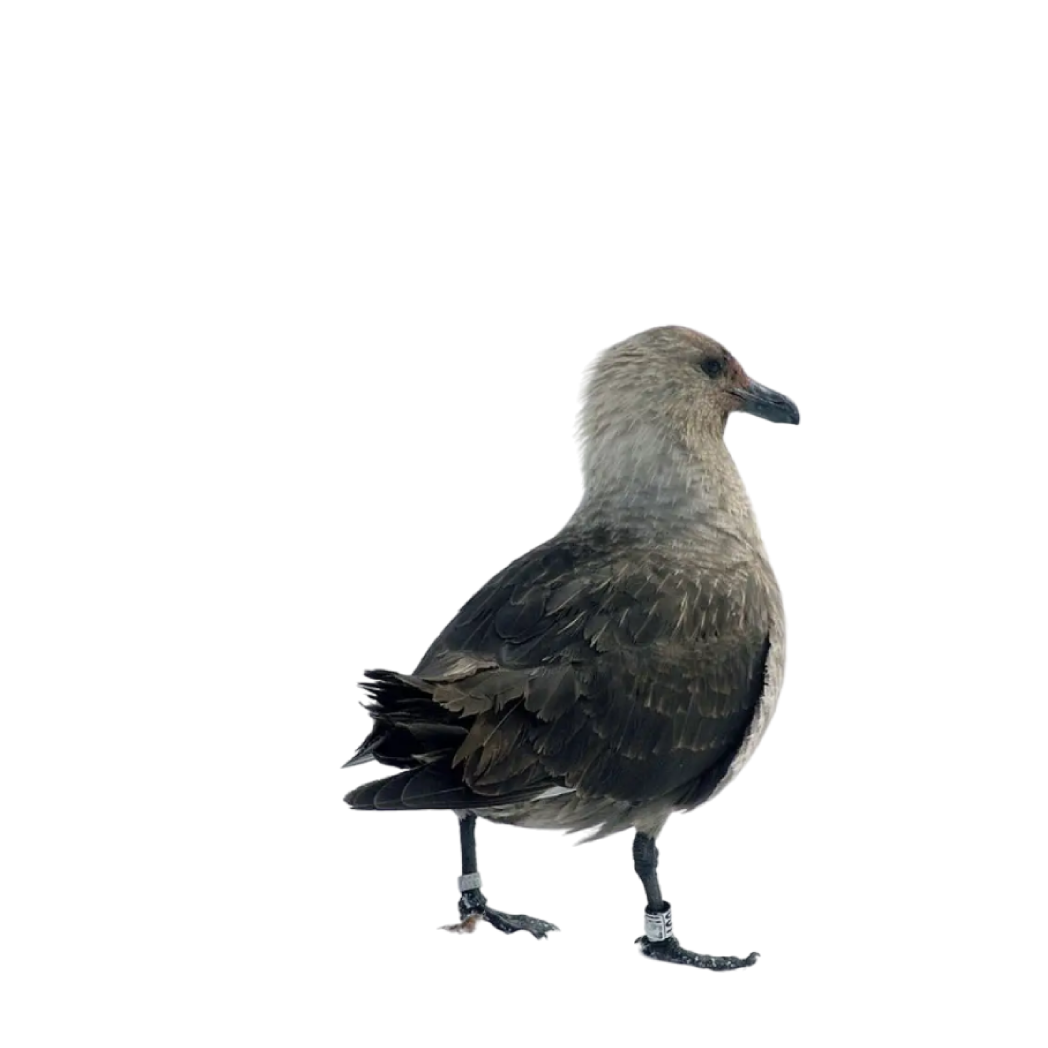 south polar skua