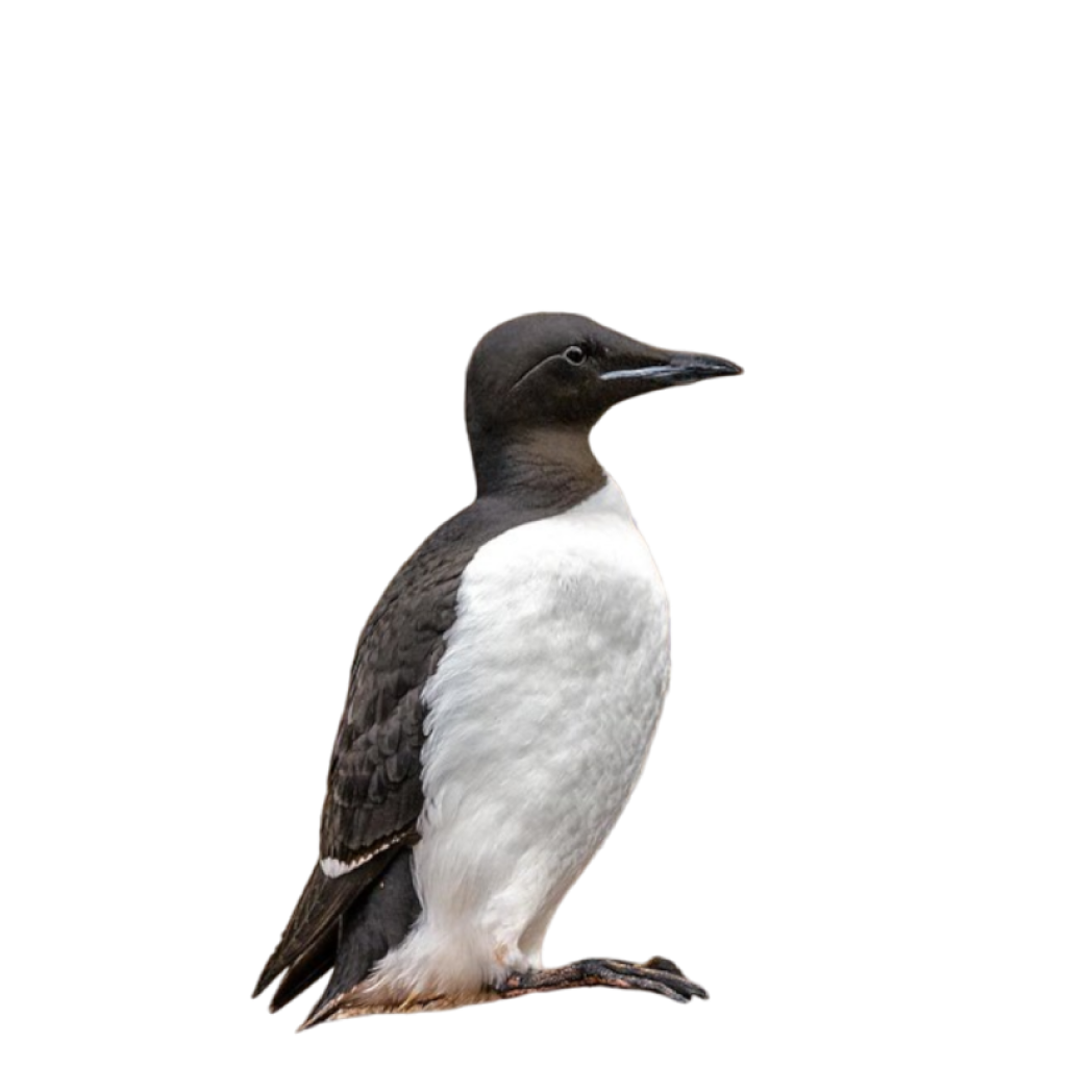 thick-billed murre