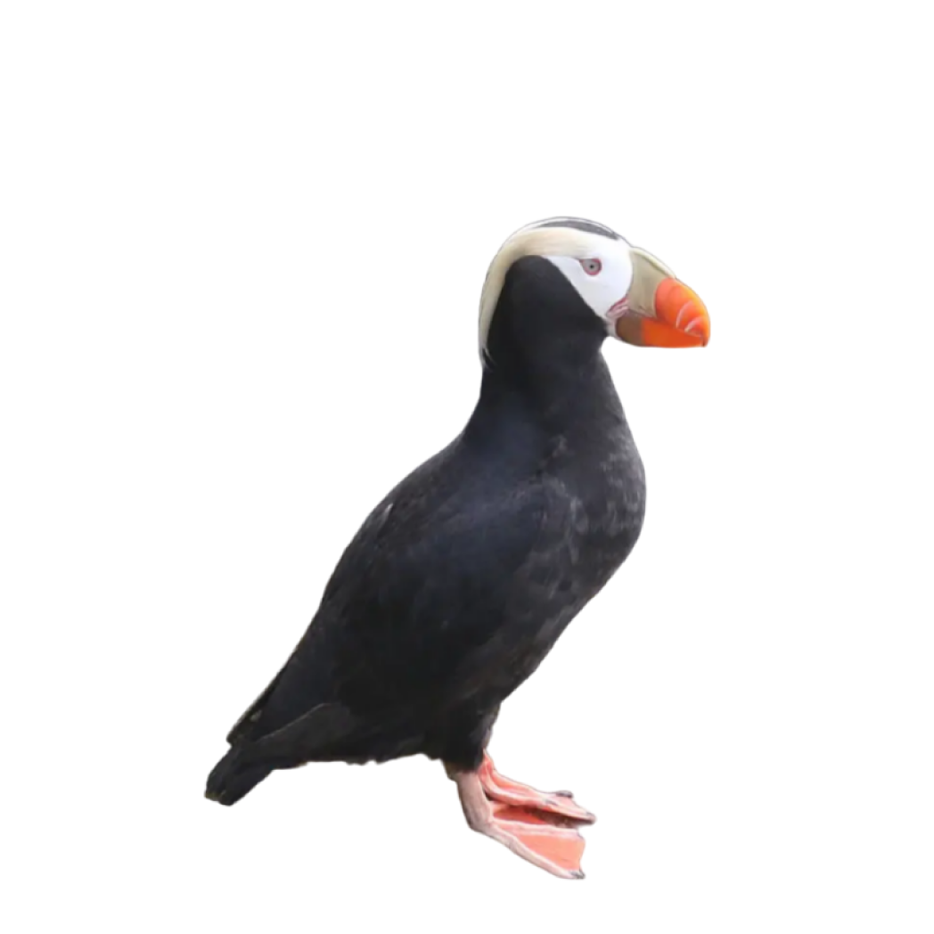 tufted puffin