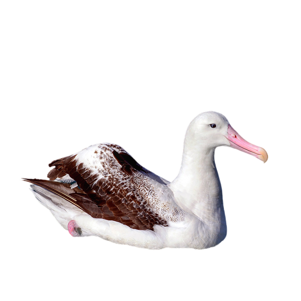 wandering albatross