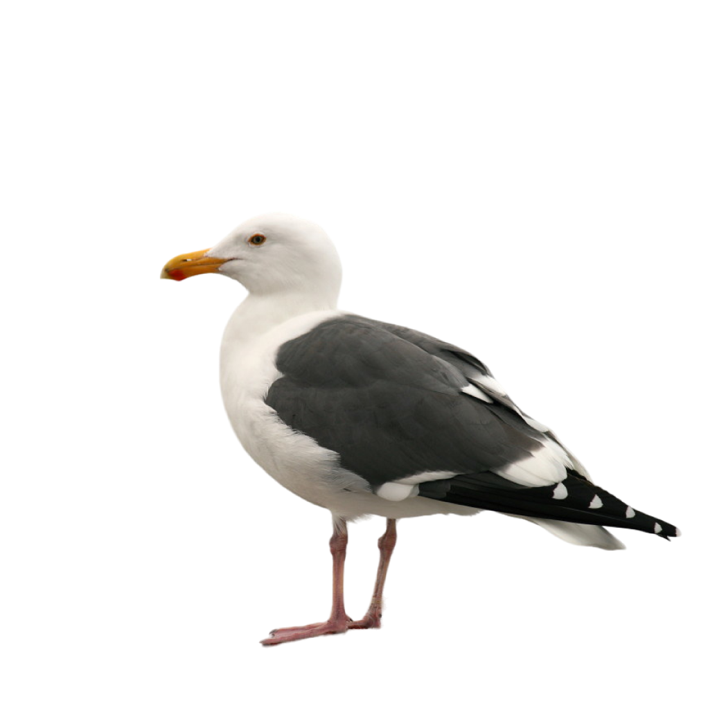 western gull