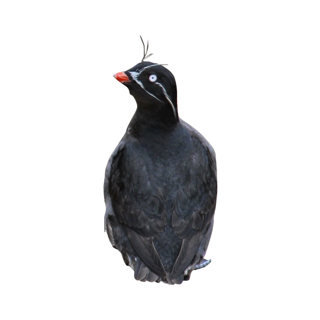 whiskered auklet