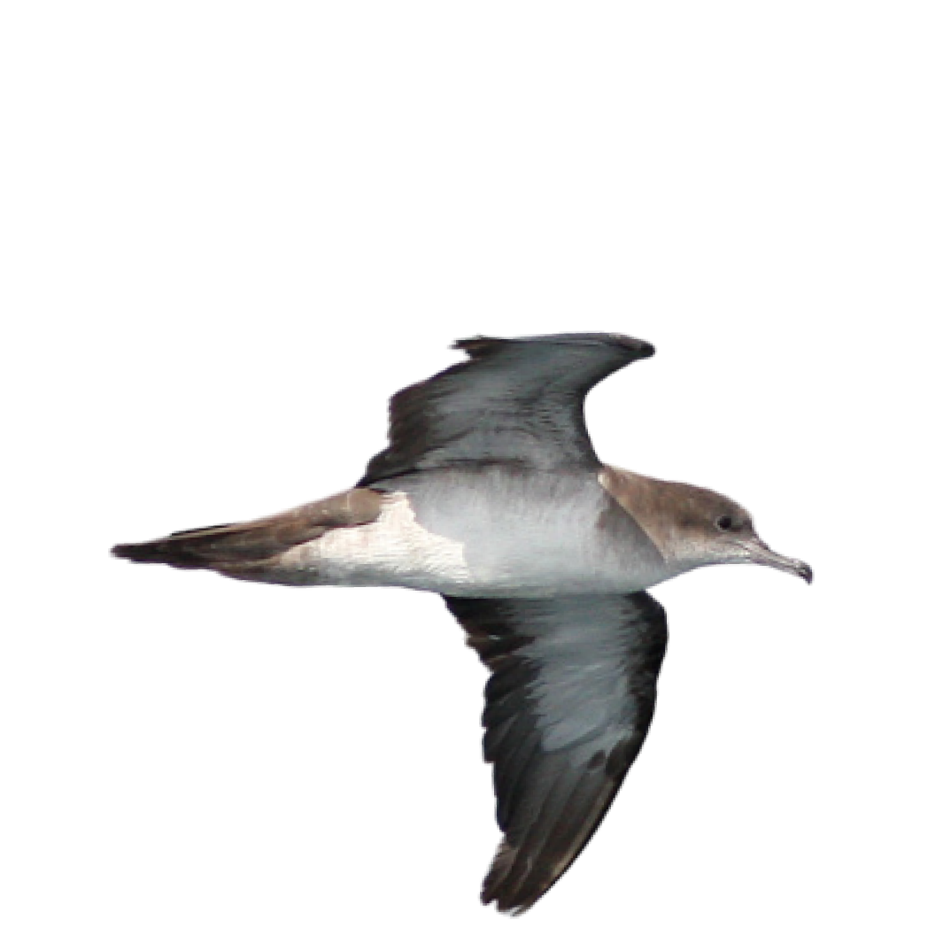 wedge-tailed shearwater