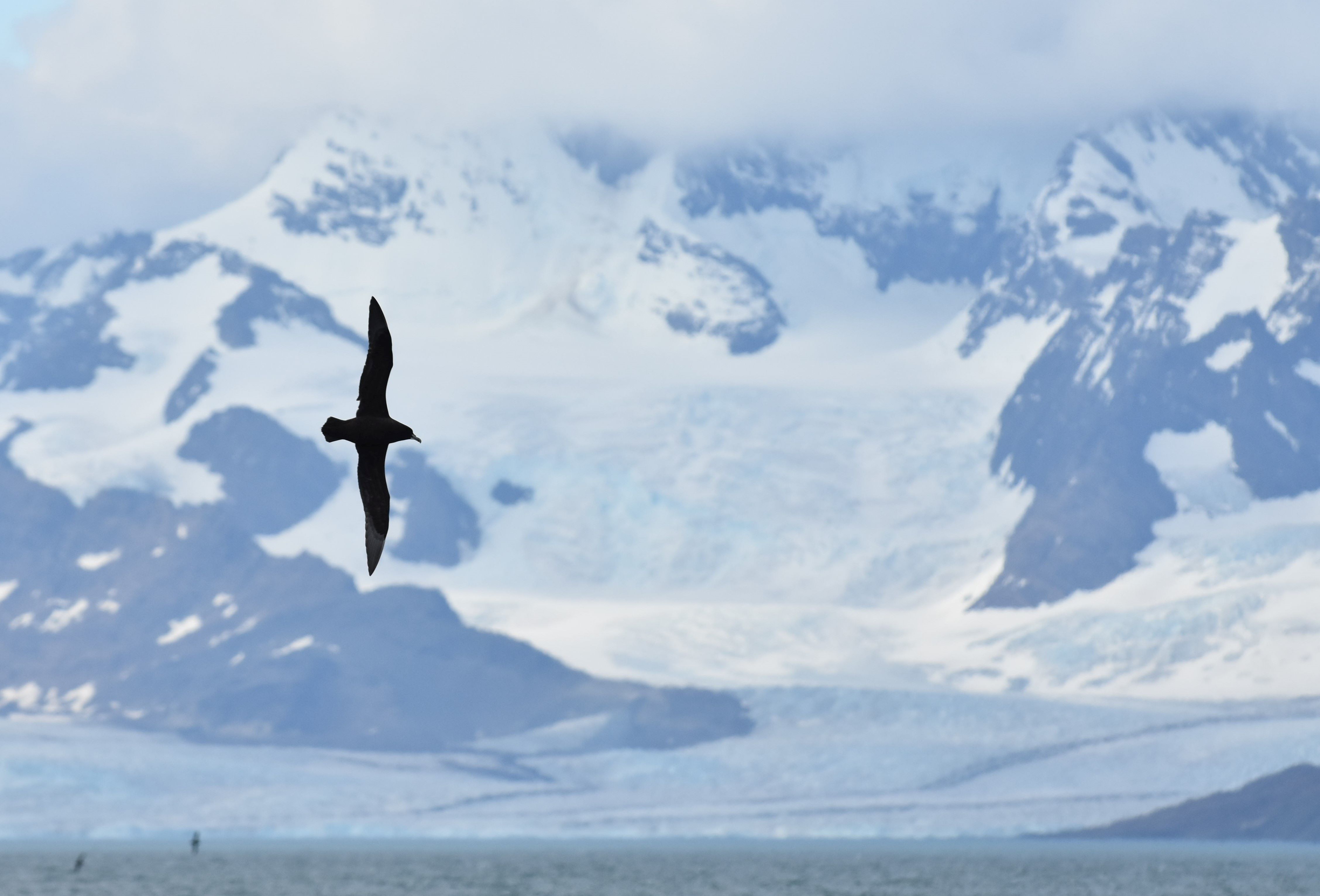 White chinned petrel soaring with glacier in the background